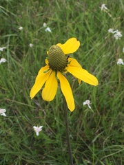 Rudbeckia texana
