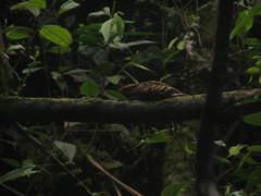 Nyctidromus albicollis