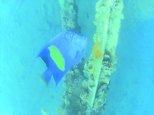 Halfmoon Angelfish