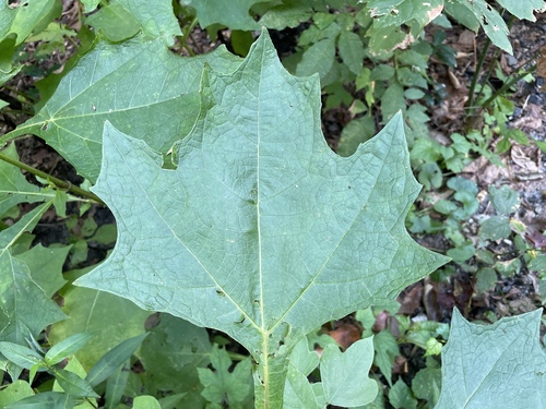 Smallanthus uvedalia, photograph 5