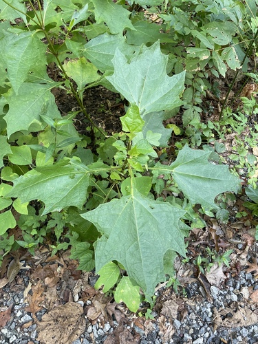 Smallanthus uvedalia, photograph 4