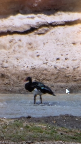 Spur-winged Goose