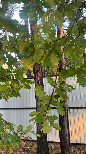 English oak