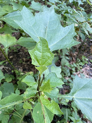 Smallanthus uvedalia, photograph 3