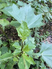 Smallanthus uvedalia, photograph (c) Engers, some rights reserved (CC BY)