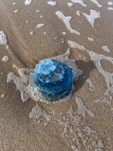 Dustbin-lid Jelly