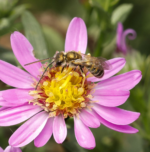 Coppery Metallic-Furrow bee