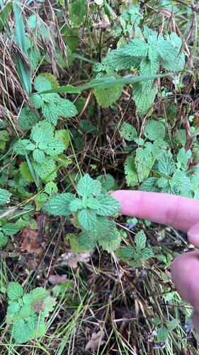 Black horehound