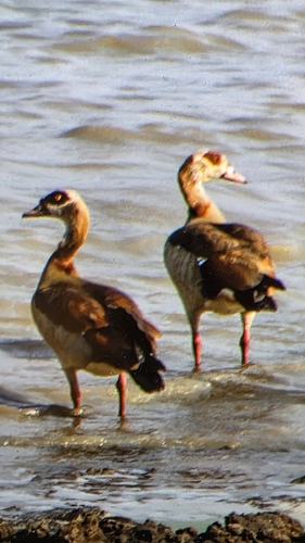 Egyptian Goose