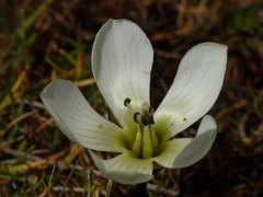 Gentianella amabilis