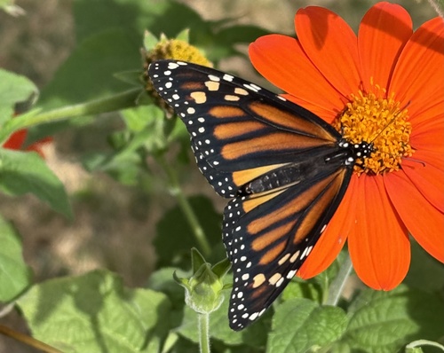 Monarch