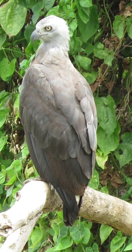 Gray-headed Fish-Eagle