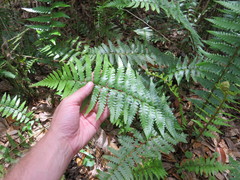 Dryopteris ludoviciana