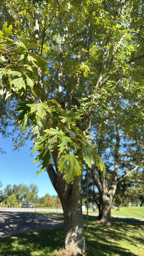 silver maple