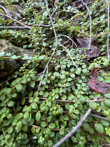 creeping snowberry
