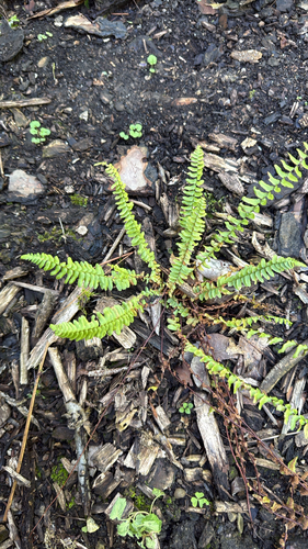 ebony spleenwort