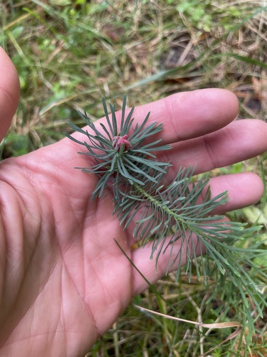 cypress spurge