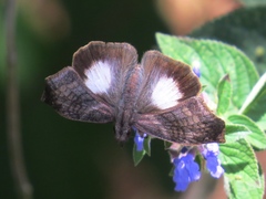 Theagenes aegides