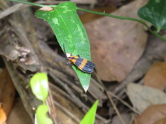 Calopteron discrepans