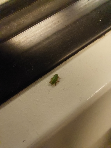 Tettigometra virescens