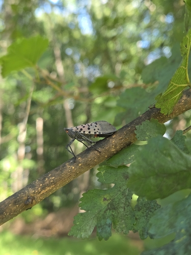 Spotted Lanternfly
