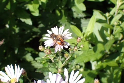 Common Drone Fly