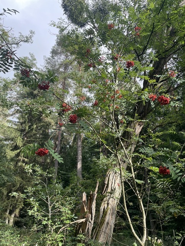 European mountain ash