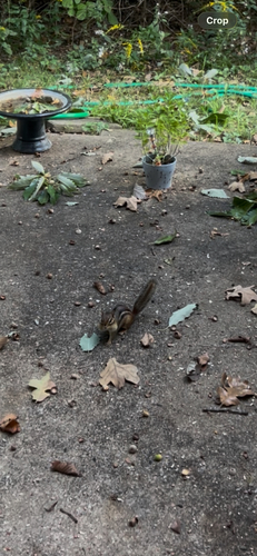 Eastern Chipmunk