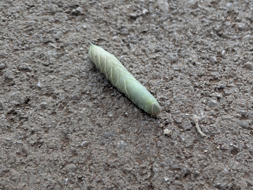Oak Hawkmoth