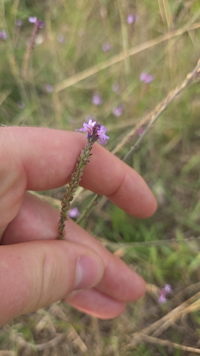Verbena officinalis, photograph 5