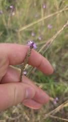 (c) Ole N., some rights reserved (CC BY) Verbena officinalis, photograph (c) Ole N., some rights reserved (CC BY)