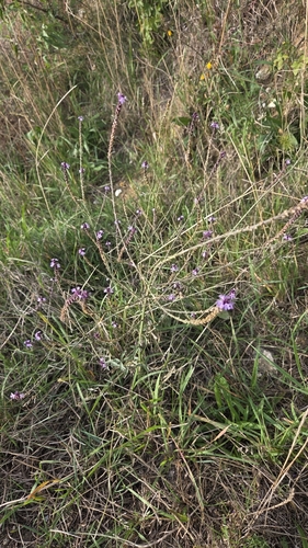 Verbena officinalis, photograph 6