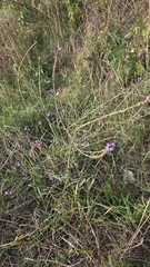Verbena officinalis, photograph (c) Ole N., some rights reserved (CC BY)