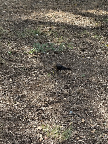 Great-tailed Grackle