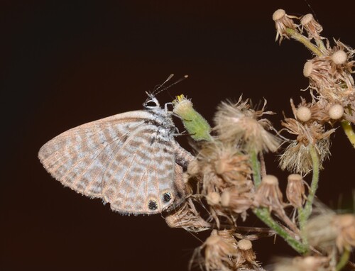 Lang's Short-tailed Blue