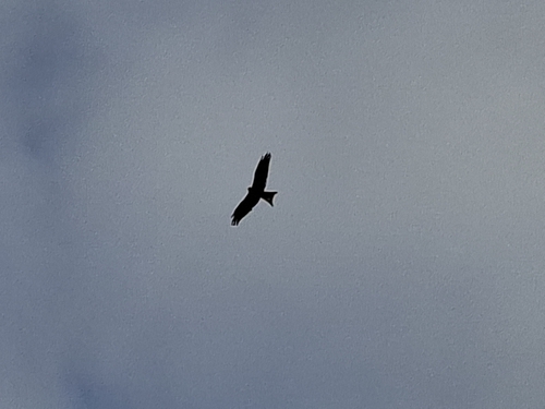Red Kite