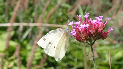 Small White