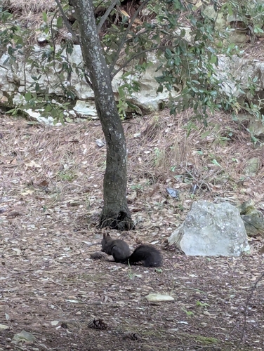 Eurasian Red Squirrel