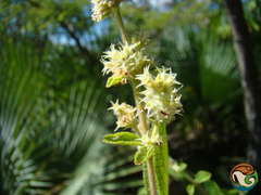Asterohyptis stellulata