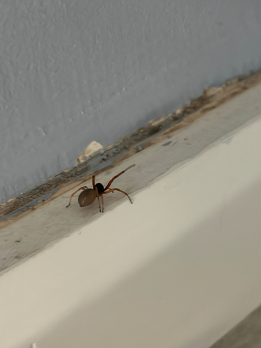 Broad-faced Sac Spider