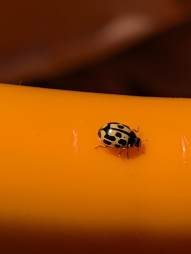 Fourteen-spotted Lady Beetle
