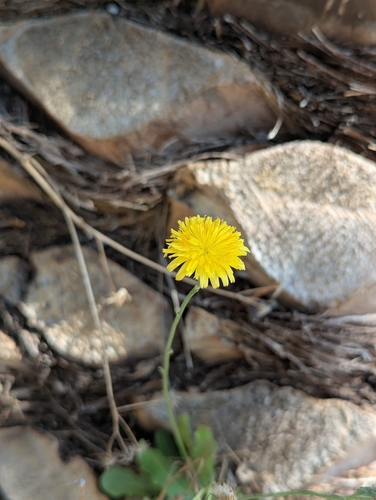 Reichardia picroides, photograph 3