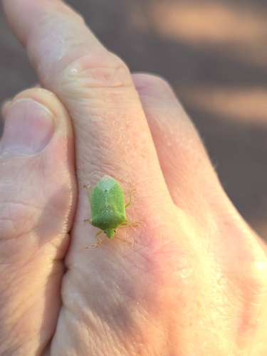 Southern Green Stink Bug