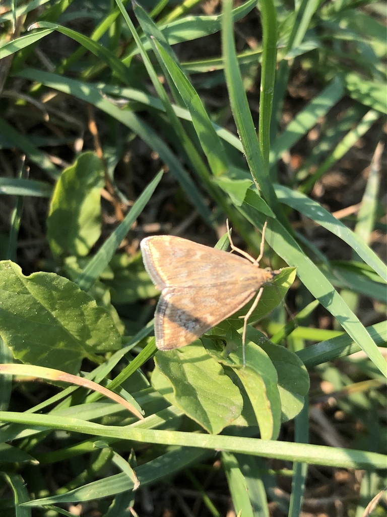 Sugar-beet webworm