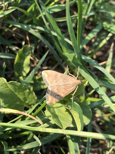 Sugar-beet webworm