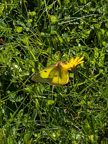 Clouded Sulphur