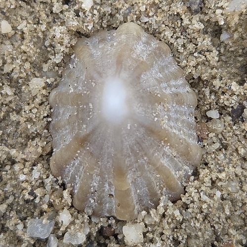 Emarginula observed 2026-09-24