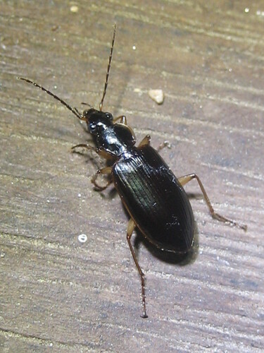 Notagonum, 2026-09-24