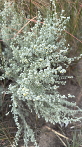 fringed sagebrush