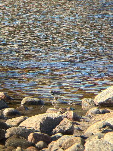 Semipalmated Plover